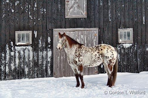 Horse In Snow_06729.jpg - Photographed near Jasper, Ontario, Canada.